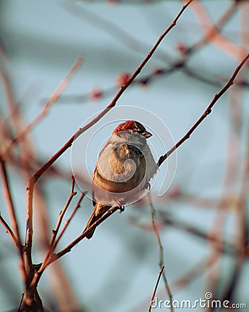 Fluffy Finch (Fringillidae) on a branch Stock Photo