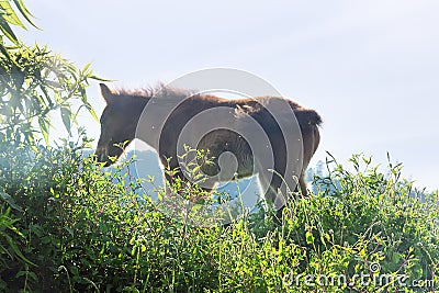 Fluffy foal in the meadow Stock Photo