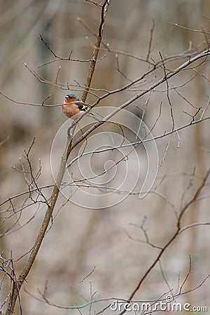 Fluffy forest bird robin redbreast watching sitting on bush branch in April. European robin Erithacus rubecula. Muscicapidae Stock Photo