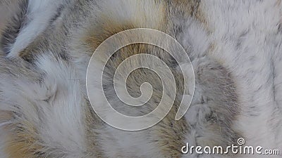 Fluffy fur Stock Photo