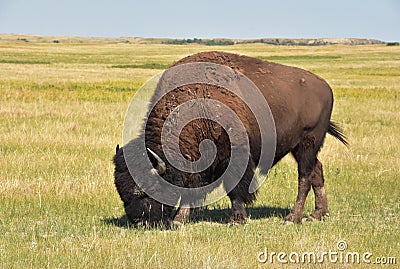 Fluffy and Furry Buffalo Roaming on the Plains Stock Photo