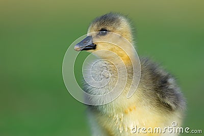 Fluffy Golden Baby Greylag Gosling Stock Photo