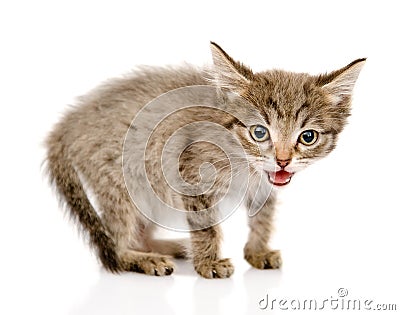 Fluffy gray beautiful kitten looking at camera. is Stock Photo