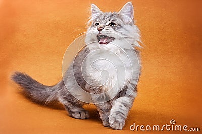 Fluffy gray cat meows Stock Photo