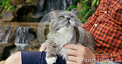 Fluffy gray cat sits comfortably in person arms. Man strokes cat, he sits comfortably in sun lounger on lake in jungle Stock Photo