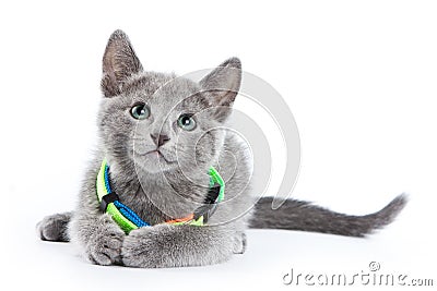 Fluffy gray kitten of a Russian blue cat Stock Photo