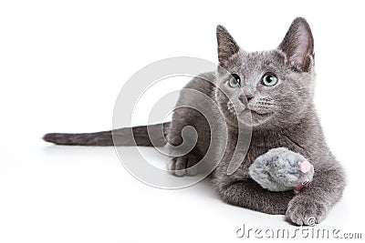 Fluffy gray kitten of a Russian blue cat Stock Photo