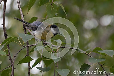 Fluffy Great Tit on a twig in a park Stock Photo