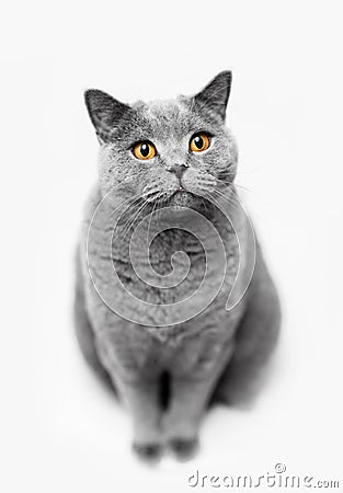 Fluffy grey cat sitting on white background Stock Photo