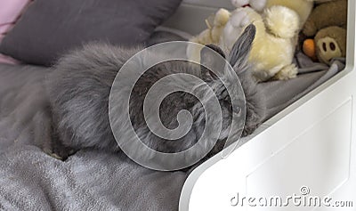 The fluffy grey rabbit Stock Photo