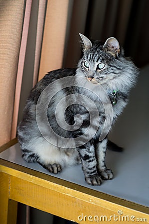 Fluffy grey stripped cat on table Stock Photo