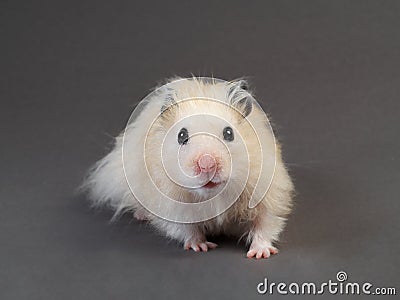 Fluffy hamster Stock Photo