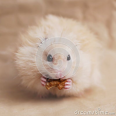 A fluffy hamster. Stock Photo