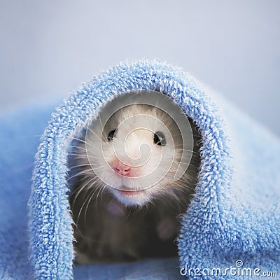 A fluffy hamster. Stock Photo