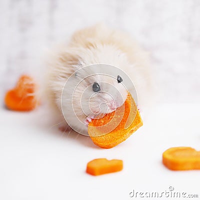 A fluffy hamster. Stock Photo