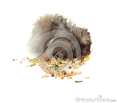 Fluffy Hamster Eating Grains Stock Photo