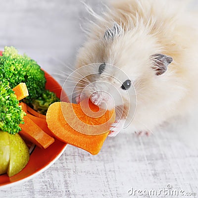 A fluffy hamster. Stock Photo