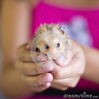 Fluffy hamster is held in the palms Stock Photo