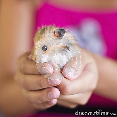 Fluffy hamster is held in the palms Stock Photo