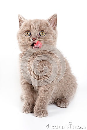 Fluffy kitten British cat meows Stock Photo