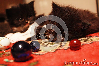 Fluffy kittens and glass balls Stock Photo
