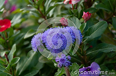 Fluffy lavender-blue ageratum flowers Stock Photo