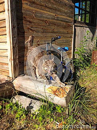 Fluffy light brown stray cat stretches and scratches claws on a log near a country house, in the sun in the spring. Stock Photo