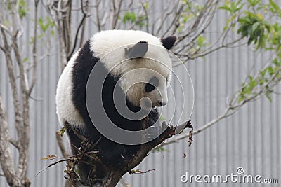 Little Baby Panda Cubin Wolong Panda Breeding Center, China Stock Photo