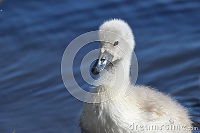 Fluffy Little Cygnet Stock Photo