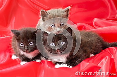 Fluffy little kittens Stock Photo