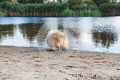 Fluffy little red dog drinks water from lake Stock Photo