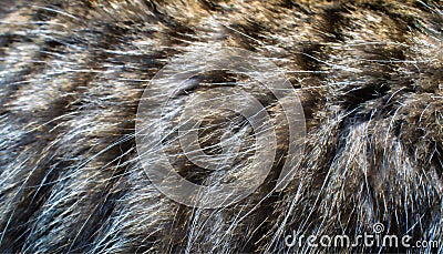 a fluffy long cat hair animal allergy pattern natural feline kitty striped animal pet animals allergic close-up cats furry coat Stock Photo