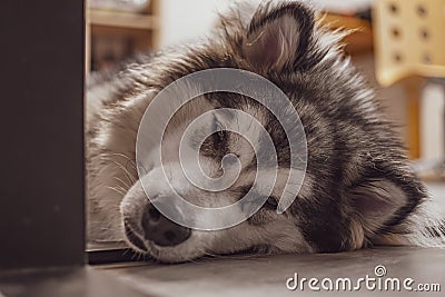 Fluffy Malamute sleeping on the floor Stock Photo