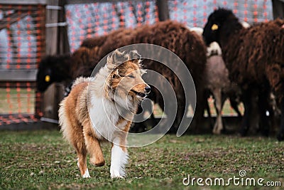 A fluffy miniature Scottish shepherd with a gorgeous mane. Sheltie is tending sheep in a paddock on a farm. Testing the shepherd Stock Photo