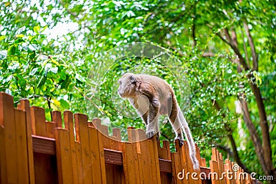 Fluffy monkey goes on a wooden fence Stock Photo