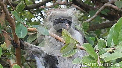 Fluffy monkey. Stock Photo