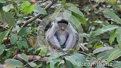 Fluffy monkey. Stock Photo