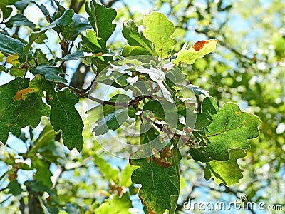 Fluffy oak lat. Quercus pubescens reaches a height of 18 meters. Grows in the forests of the lower belt on the southern slopes Stock Photo