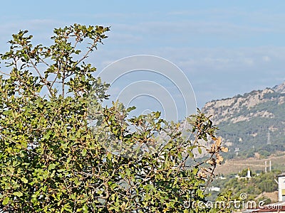 Fluffy oak lat. Quercus pubescens reaches a height of 18 meters. Grows in the forests of the lower belt on the southern slopes Stock Photo