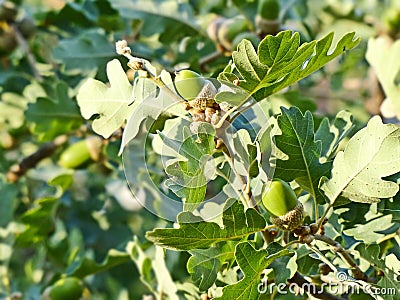 Fluffy oak lat. Quercus pubescens reaches a height of 18 meters. Grows in the forests of the lower belt on the southern slopes Stock Photo