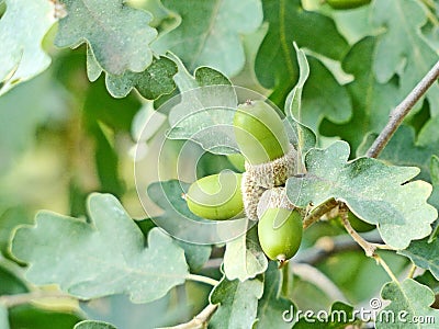 Fluffy oak lat. Quercus pubescens reaches a height of 18 meters. Grows in the forests of the lower belt on the southern slopes Stock Photo