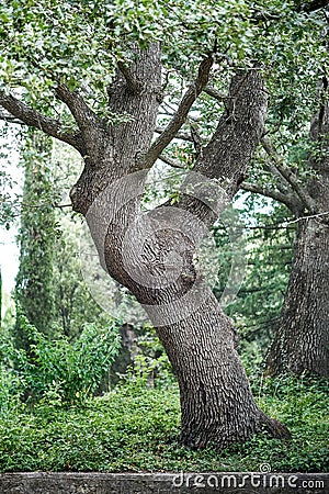 Fluffy oak with lush green leaves grows in city park Stock Photo