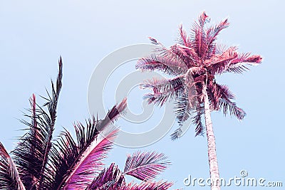 Fluffy palm tree crown on sunny blue sky background. Retro blue pink toned photo. Stock Photo