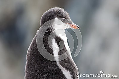 Fluffy Penguin Chick, Baby Gentoo Penguin - Pygoscelis papua - Stock Photo