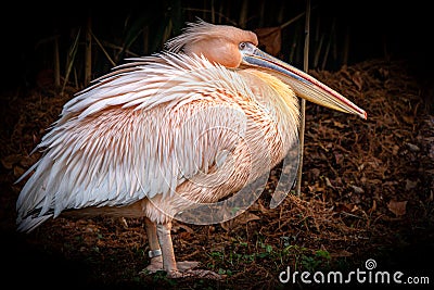 a fluffy pink pelican hiding in the bushes Stock Photo