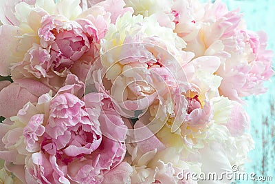 Fluffy pink peonies flowers Stock Photo