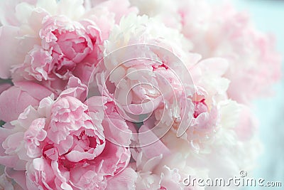 Fluffy pink peonies flowers Stock Photo