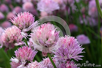 Fluffy Pink Rosy Dream Flower Stock Photo