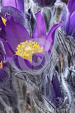 Fluffy Pulsatilla flower macro image. Violet spring flower blooming Stock Photo