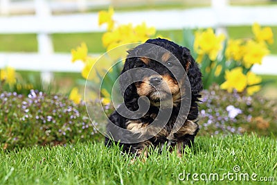 Fluffy Puppy Sits in Grass with Flowers in Background Stock Photo
